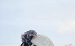 可以触碰你的深处吗开车老狼